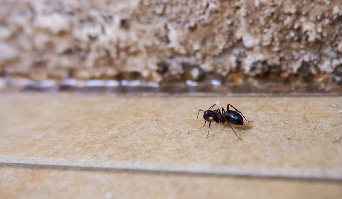 comment trouver un nid de fourmis dans la maison