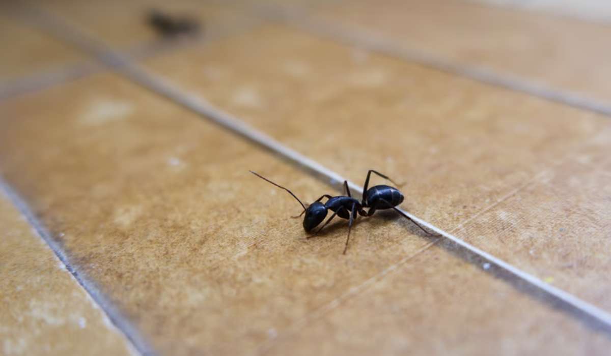 Pourquoi les fourmis entrent dans les maisons
