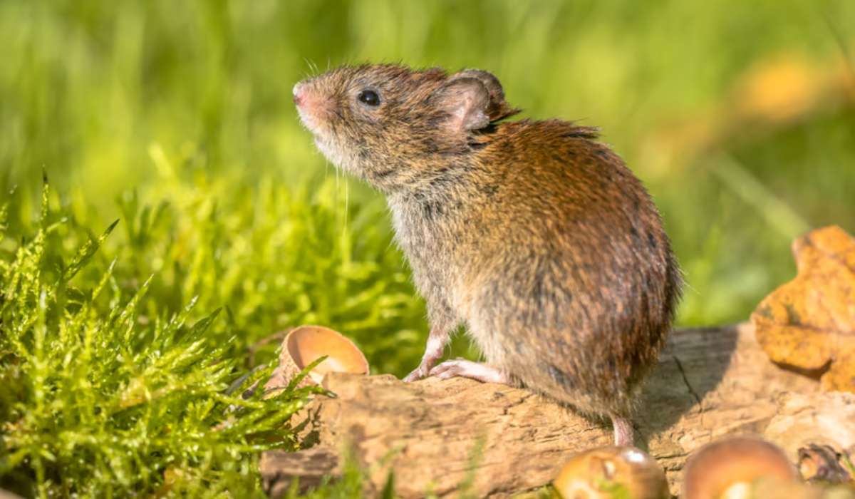 se débarrasser des mulots dans le jardin