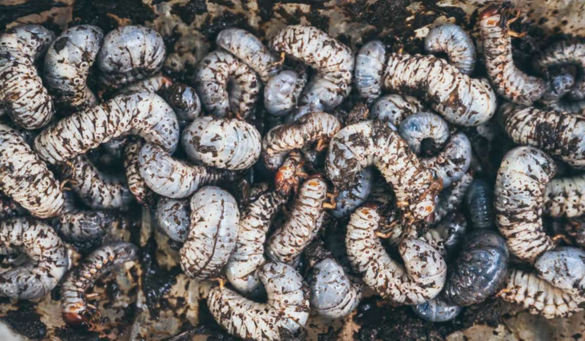 Pourquoi les vers gris massacrent tes jeunes plants au jardin